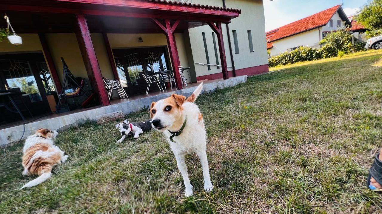 Vila Casa Vio Temešvár Exteriér fotografie