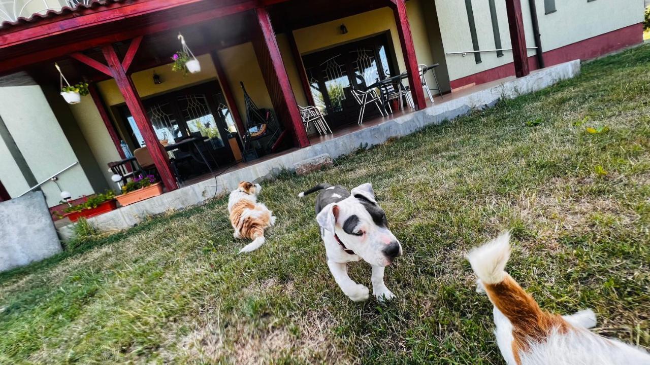 Vila Casa Vio Temešvár Exteriér fotografie