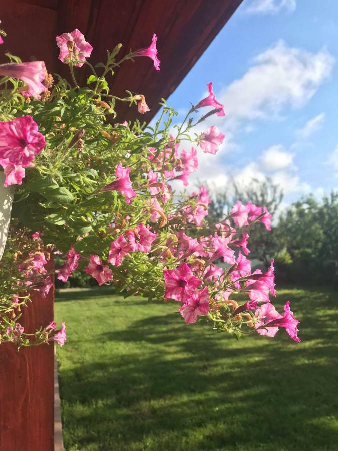 Vila Casa Vio Temešvár Exteriér fotografie